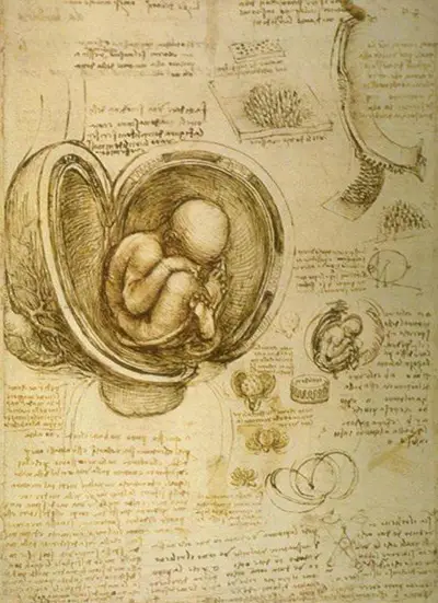 Embryon dans l'utérus Léonard de Vinci